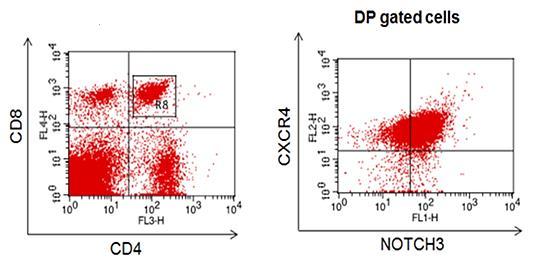 Next step was to analyze the cell-surface co-expression of CXCR4 and Notch3in N3-IC Tg samples.