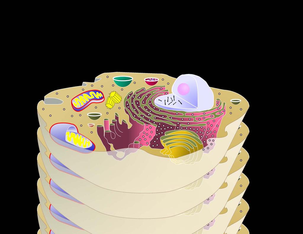 cytoplasm jelly-like material holding organelles in place vacuole & vesicles transport inside cells storage lysosome food digestion garbage