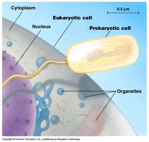 Cell size comparison Animal cell Bacterial cell most bacteria 1-10 microns eukaryotic cells