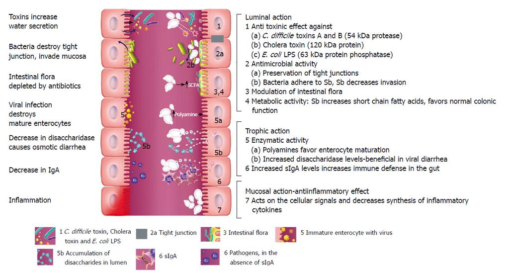 4 Immunostimulation by probiotics: Yeast Saccharomyces spp. From McFarland, L. V. (2010).