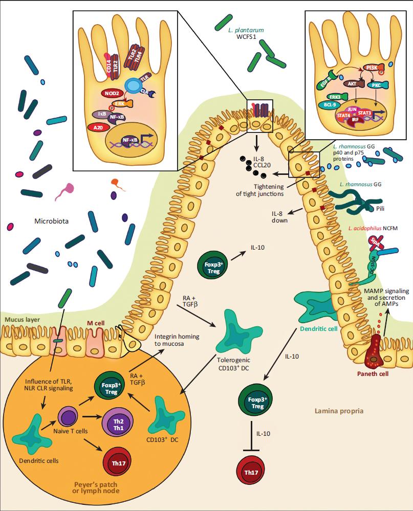 4 Immunostimulation by probiotics: Lactobacilli From Peter Van Baarlen et al.