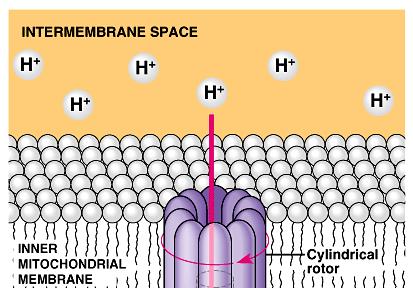 The ATP synthase molecules are the only place that will allow H + to diffuse back to