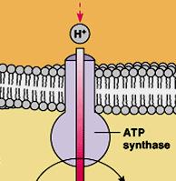 Properties of ATP Synthase Multisubunit transmembrane protein Molecular mass = ~450 kda Functional units F 0 : water-insoluble transmembraneprotein (up to 8 different subunits)