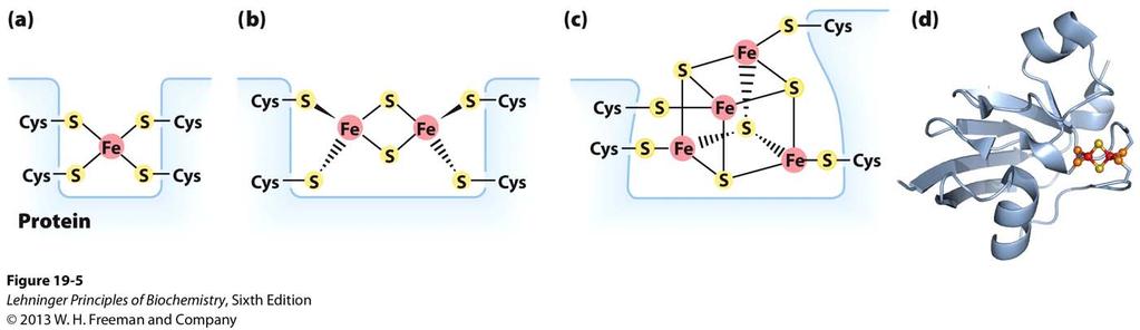 Iron Sulfur Clusters One electron carriers Coordinating by