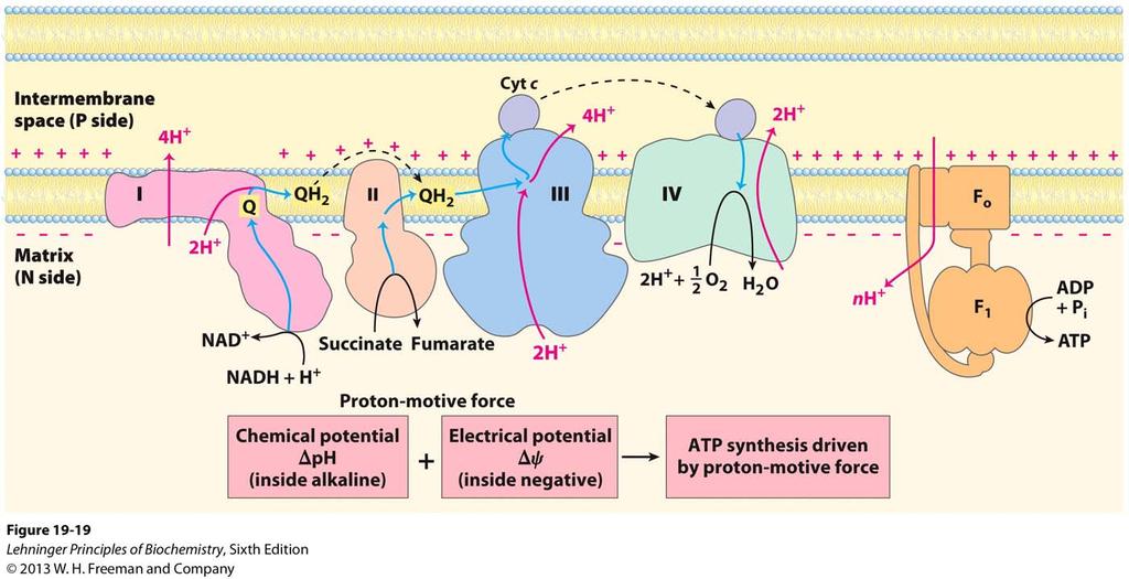 Chemiosmotic Model for ATP Synthesis Electron transport sets up a