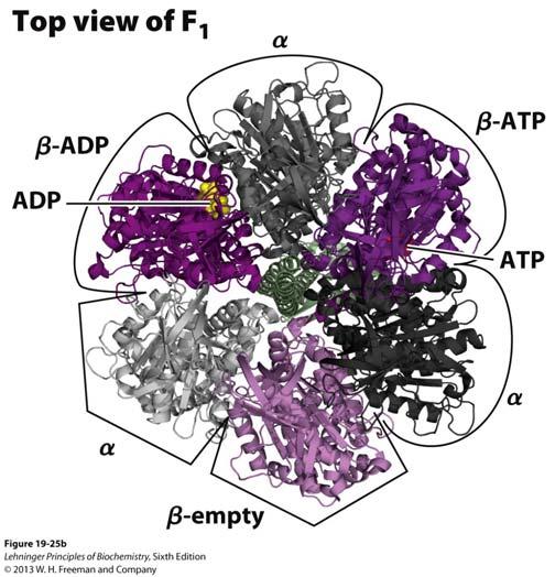 The F 1 catalyzes ADP + P i ATP Hexamer arranged in three αβ dimers Dimers can exist in three