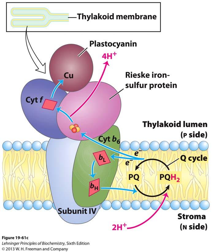 Cytochrome b 6 f Complex links PS II and