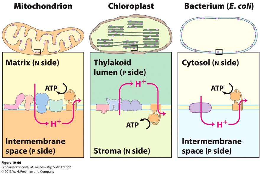 Flow of Protons: Mitochondria, Chloroplasts, Bacteria According to endosymbiotic theory, mitochondria and