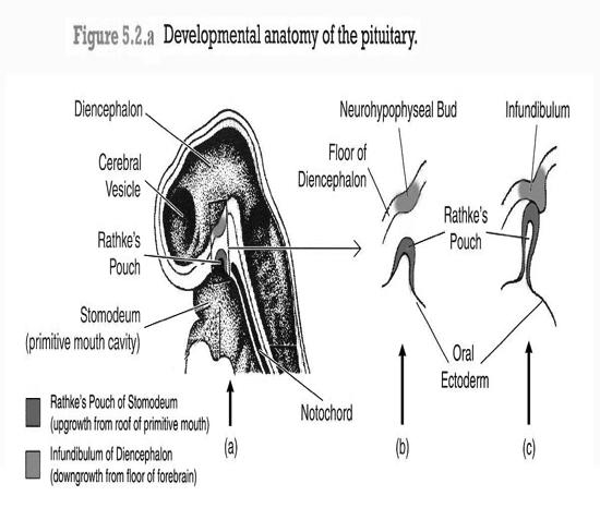 of the Pituitary Gland.