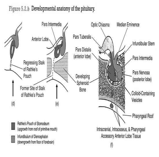 Pituitary Gland or Hypophysis Around 6 th week, the connection between Rathke s pouch (RP) and stomodeum become degenerated (see C) Cells of RP proliferate to form the Pars distalis, and upwards the