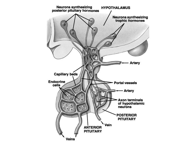 Anterior pituitary gland 6 distinct hormones are produced in the adenohypophysis The secretion of these hormones is controlled by specific releasing and inhibiting hormones produced in the