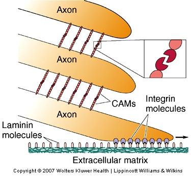 Growing Axon Growth