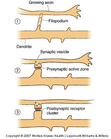 The Genesis of Connections Synapse Formation Steps in the formation of a CNS synapse: Dendritic filopodium contacts axon