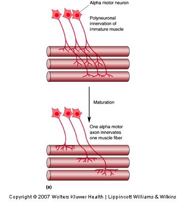 The Elimination of Cells and Synapses Changes in Synaptic