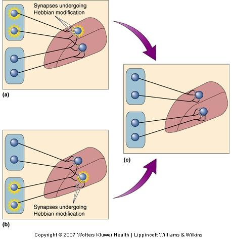 Activity-dependent Synaptic Rearrangement Segregation of Retinal