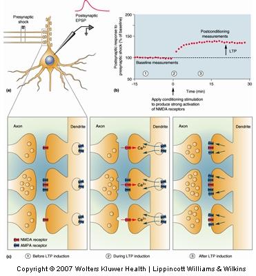 Elementary Mechanisms of Cortical Synaptic Plasticity