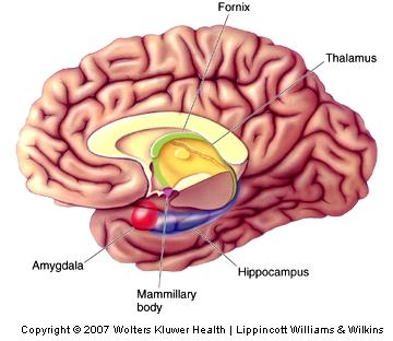 The Temporal Lobes and Declarative Memory The Diencephalon and Memory