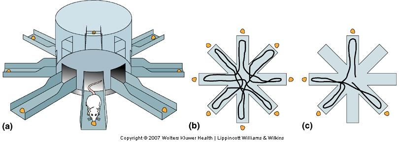 The Temporal Lobes and Declarative Memory Radial arm maze (a) (b) Normal rats go down each arm for food only