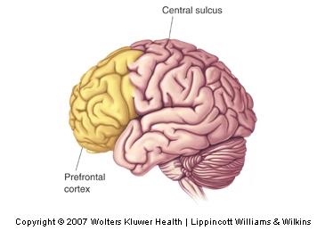 The Neocortex and Working Memory The Prefrontal Cortex and Working Memory Primates have a large