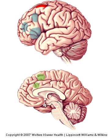 The Neocortex and Working Memory The Prefrontal Cortex and Working Memory (Cont d) Imaging Working Memory in the Human Brain