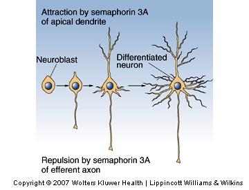The Genesis of Neurons Cell Differentiation Cell takes the appearance and