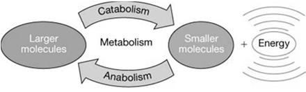 Metabolism Metabolism in bacteria is similar to that in eukaryotes.