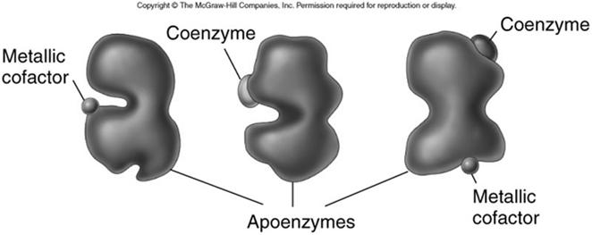 Apoenzyme The main enzyme portion is a globular protein called an apoenzyme Example of how a