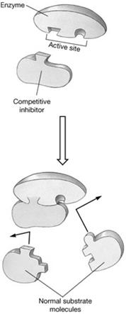 Competitive inhibition - inhibits enzyme activity by supplying a molecule that resembles the enzyme s normal
