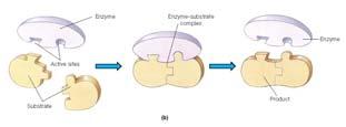 Enzymes Specific active sites arise due to the folding of the protein Enzymes have specific active sites that bind to specific