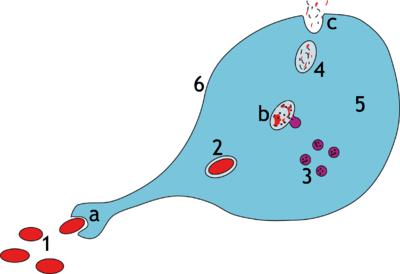a. Ingestion of the pathogen and the formation of an internal pocket called a phagosome. Phagocytosis b.