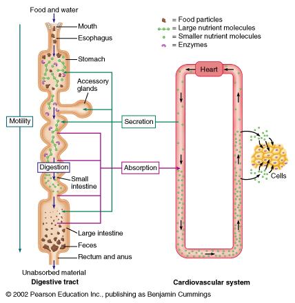 Basic functions of the GI tract Digestion: Dissolving and breaking down