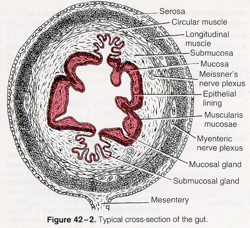 Digestion and Absorption of nutrients Carbohydrate Protein Fat Digestion and Absorption of nutrients Carbohydrate: Body only absorbs monosaccarides (glucose, fructose,