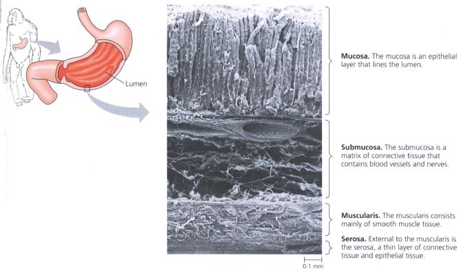 Layers of tissues in the gastrointestinal