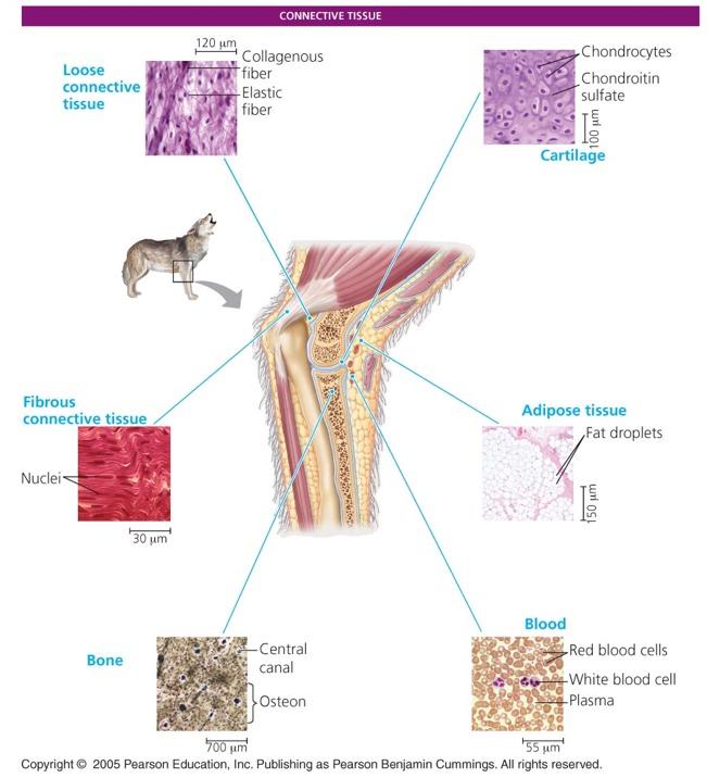 Distribution of tissue
