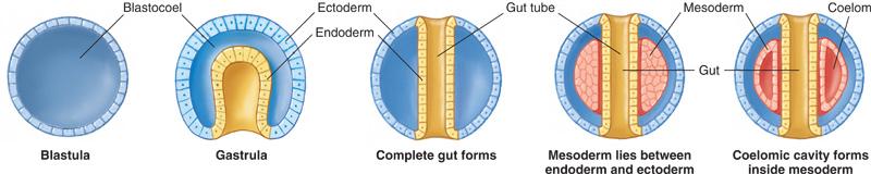 Simultaneously, cells begin to migrate to new locations and the embryo develops three layers of cells which give rise to specific tissues. At this point it is called a gastrula.