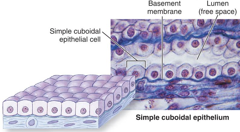 Cuboidal epithelium, as the name implies, is made of