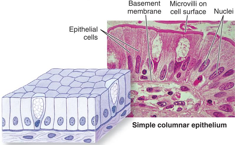 Columnar epithelium consists of elongated, column-like cells.
