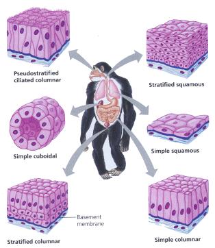 Columnar epithelia have large cell volumes. They occur where absorption or secretion are active processes. Pseudostratified epithelium occurs in the nasal passages of many vertebrates.