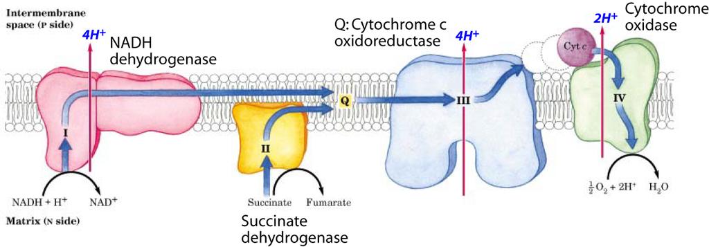 conformational changes. NADH dehydrogenase also called complex I or NADH-ubiquinone oxidoreductase.