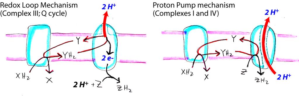 It is likely that for some electron transport proteins both a redox loop mechanism and protein conformational changes are involved in net proton movement across the membrane.