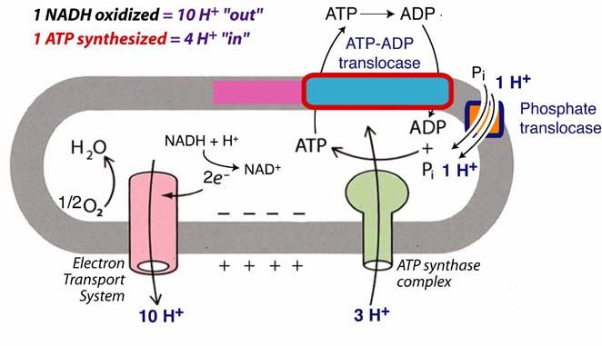 In the process, two net H + are pumped across the membrane using a conformational-type mechanism similar to complex I.