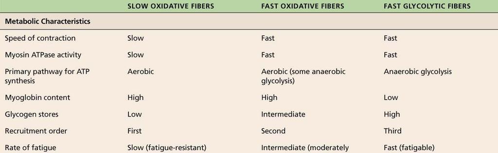 d. Proportions of fibers: all muscles have all 3 types 3.