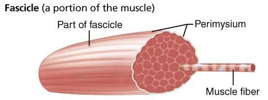 Perimysium: surrounds fascicle 1) Fascicles: bundles of muscle