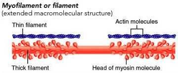 Sarcolemma: muscle cell outer membrane 2.