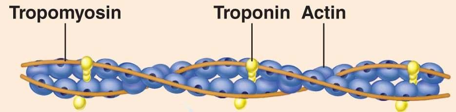 b) Thin filament (1) Tropomyosin: thread-like protein