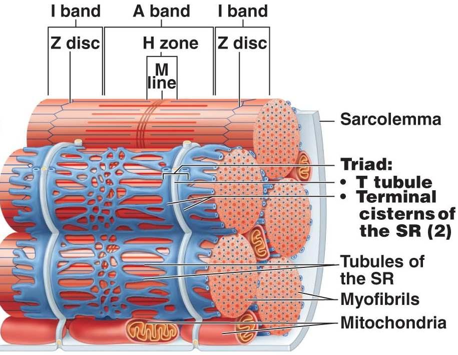 5. Sarcoplasmic reticulum (SR): sac-like membrane complex that stores calcium C. Contraction of a skeletal muscle fiber: the sliding filament model of contraction 1. Requirements a.