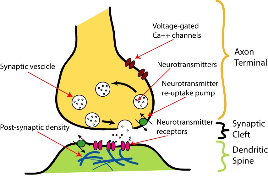 Neurons in the networks communicate via synapses Presynaptic electric pulse (i.e. spike) arrives to terminal. This causes release of neurotransmitter molecules from vesicles.