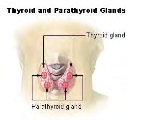 The parathyroid glands are four or more small glands, about the size of a