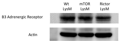 kda -5-5 Supplementary Figure 1. mtor LysM and Rictor LysM adipocytes express the β-adrenergic receptor.