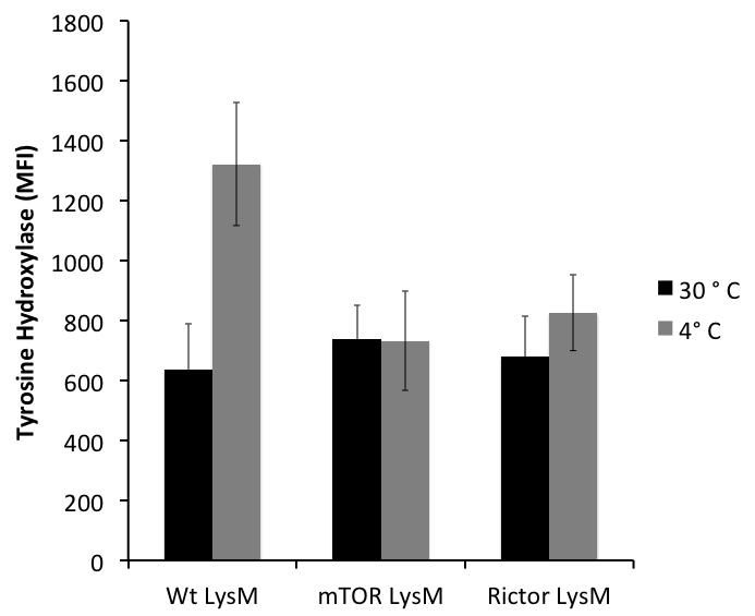 a. b. Supplementary Figure 11. mtor LysM and Rictor LysM mice demonstrate defec>ve lipolysis following cold challenge. a. Flow cytometry of tyrosine hydroxylase expression of white fat macrophages following six-hour cold challenge.